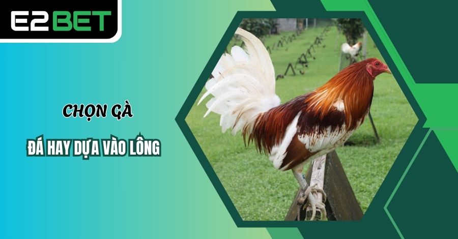 Chọn gà đá hay dựa vào lông