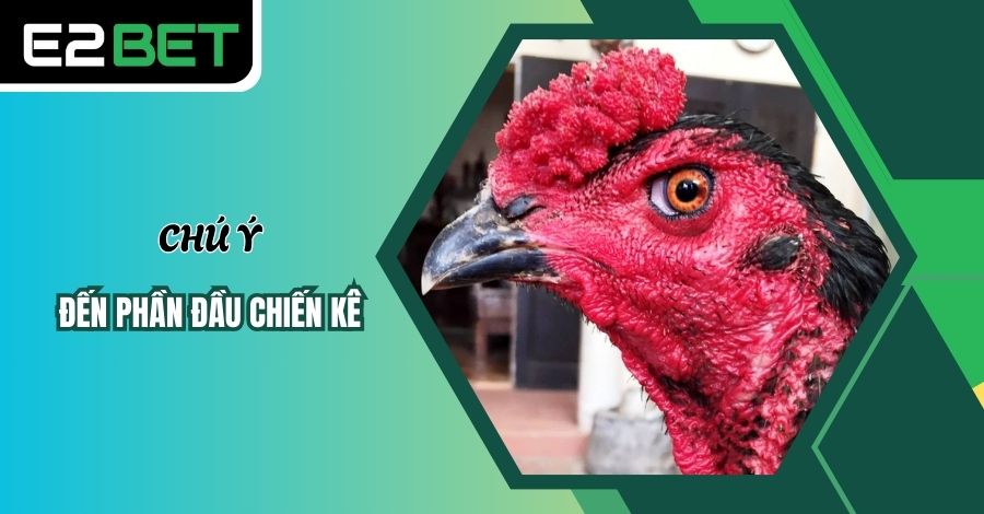 Bạn hãy chú ý đến phần đầu của chiến kê