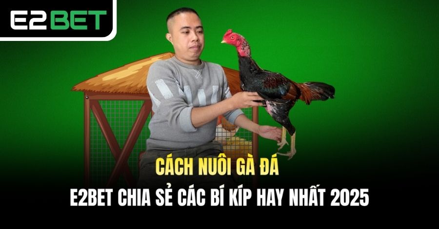 Cách Nuôi Gà Đá - E2BET Chia Sẻ Các Bí Kíp Hay Nhất 2025