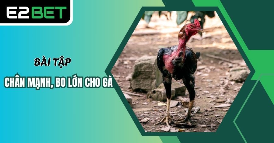 Hướng dẫn bài tập chân mạnh, bo lớn cho gà