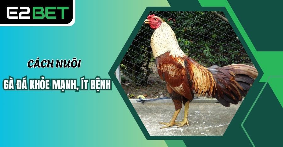 Cách nuôi gà đá khỏe mạnh, ít bị bệnh