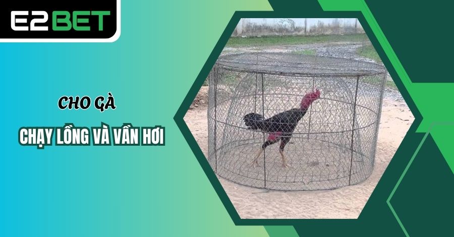 Cách nuôi gà đá bằng cách cho chạy lồng, vần hơi