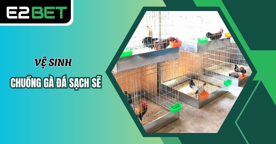Người nuôi nên vệ sinh sạch sẽ chuồng gà