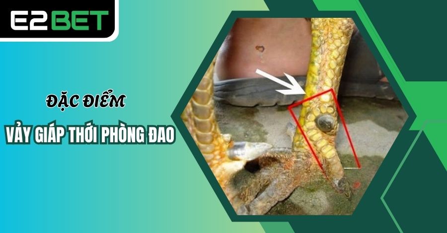 Đặc điểm gà sở hữu vảy Giáp Thới Phòng Đao