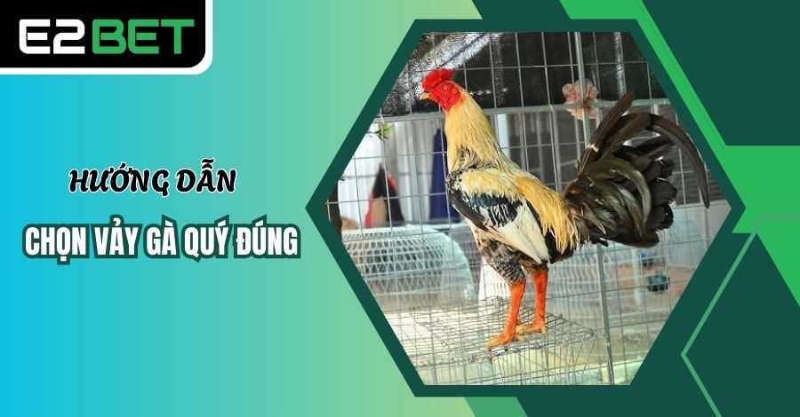 Hướng dẫn chọn được vảy gà quý chuẩn xác