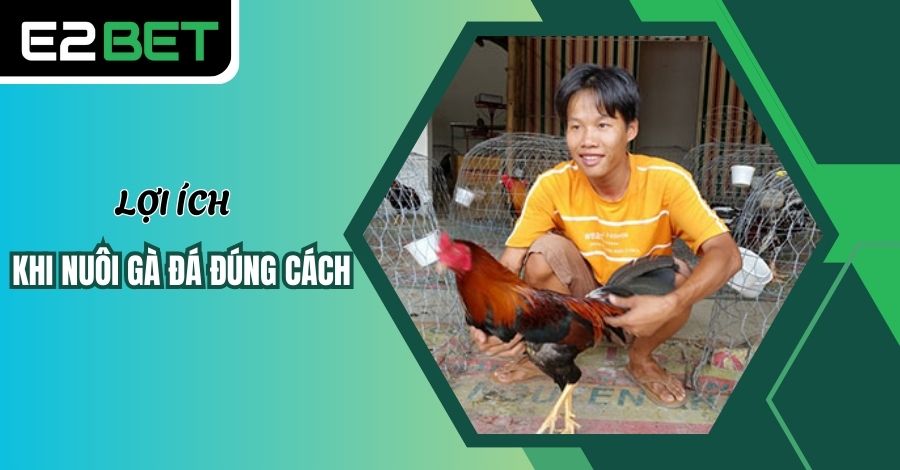 Lợi ích khi nuôi gà đá đúng cách