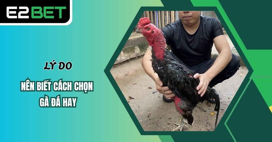 Tổng hợp các lý do nên biết cách chọn gà đá hay