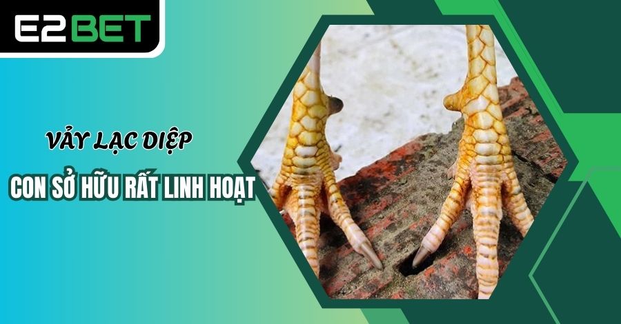 Gà có vảy Lạc Diệp chiến đấu rất linh hoạt