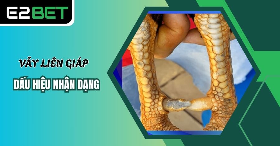 Dấu hiệu nhận dạng vảy gà Liên Giáp