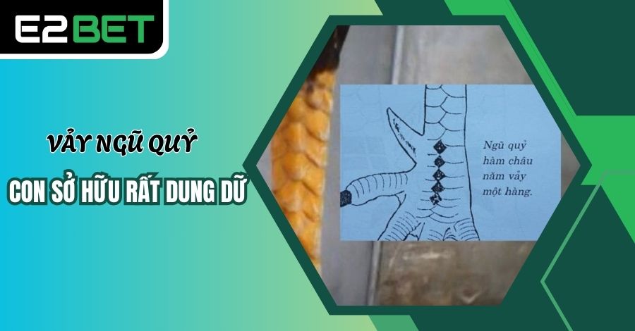 Gà sở hữu vảy Ngũ Quỷ thường rất hung dữ